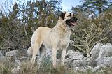KANGAL 037